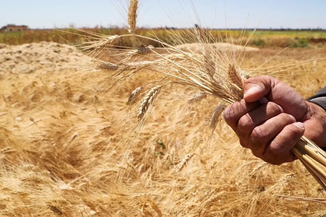 "الإدارة الذاتية" تحدد سعر شراء القمح والشعير للموسم الزراعي 2023