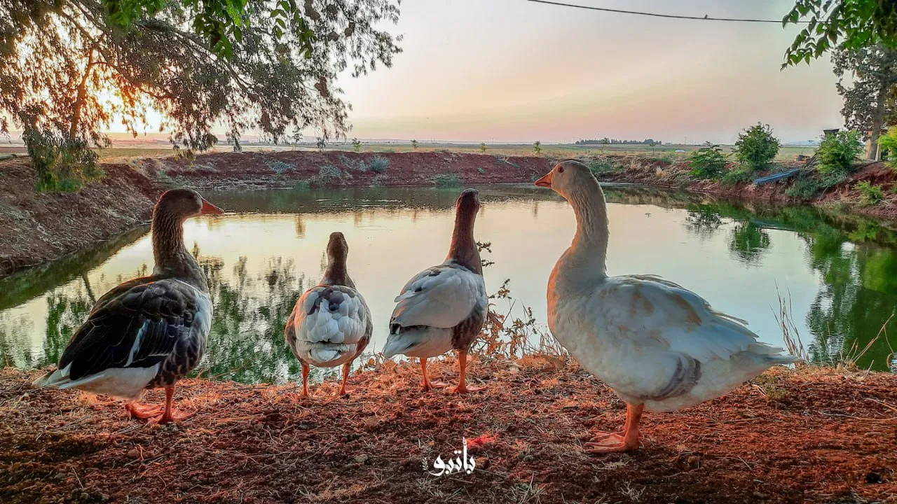 صورة من بلدة باتبو بريف حلب