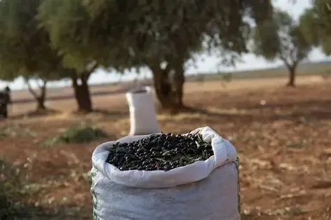 موسم الزيتون بعد التحرير: صمود الأهالي وعودة الأرض لأصحابها