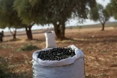موسم الزيتون بعد التحرير: صمود الأهالي وعودة الأرض لأصحابها