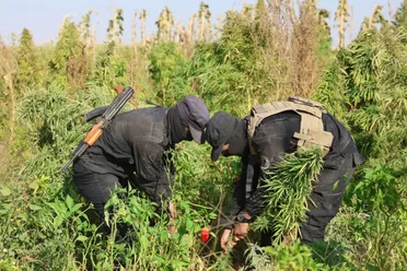 الداخلية تعلن ضبط مزرعة حشيش مخدر بمنطقة السفيرة شرقي حلب