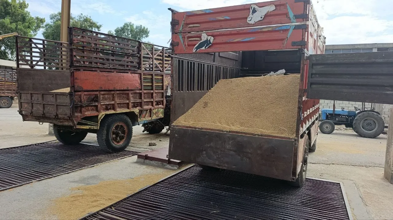 المؤسسة السورية للحبوب: خطة لتعزيز المخزون الاستراتيجي من القمح