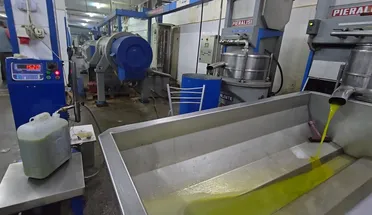 سعر صفيحة زيت الزيتون يقفز إلى 100 دولار… موسم ضعيف وأسعار تثقل كاهل السوريين