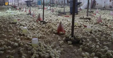 أزمة قطاع الدواجن في سوريا بين ارتفاع التكاليف واستيراد الفروج