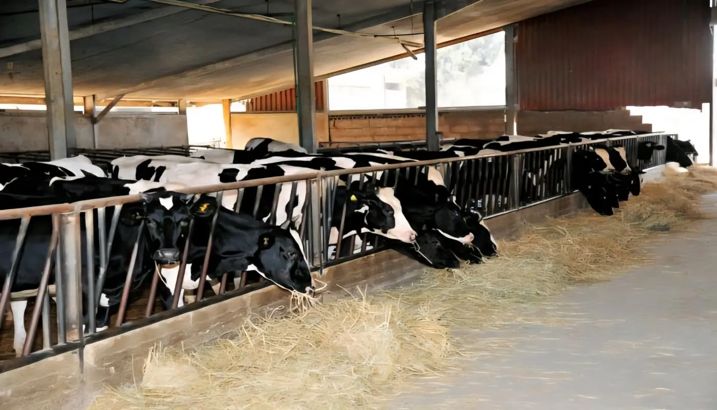 تحديات متراكمة ومحاولات لإعادة توازن الثروة الحيوانية في سوريا