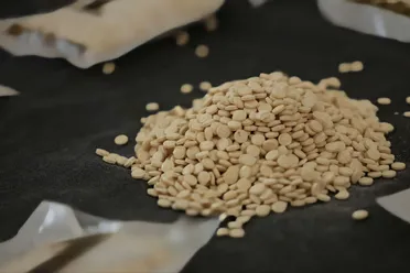 تفكيك شبكة لتجارة المخدرات في دمشق وضبط أكثر من 160 ألف حبة كبتاغون