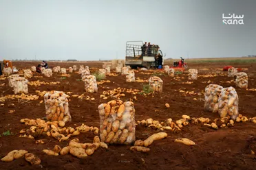 وزارة الزراعة تُعلن توافر جيد للخضار والفواكه في الأسواق يلبّي احتياجات المواطنين