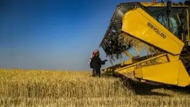 القمح في خطر: سوريا تفقد محصولها الاستراتيجي تحت ضغط الجفاف