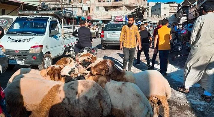 250 رخصة ذبح نظامية في دمشق خلال العيد: تشديد على السلامة وملاحقة الغش