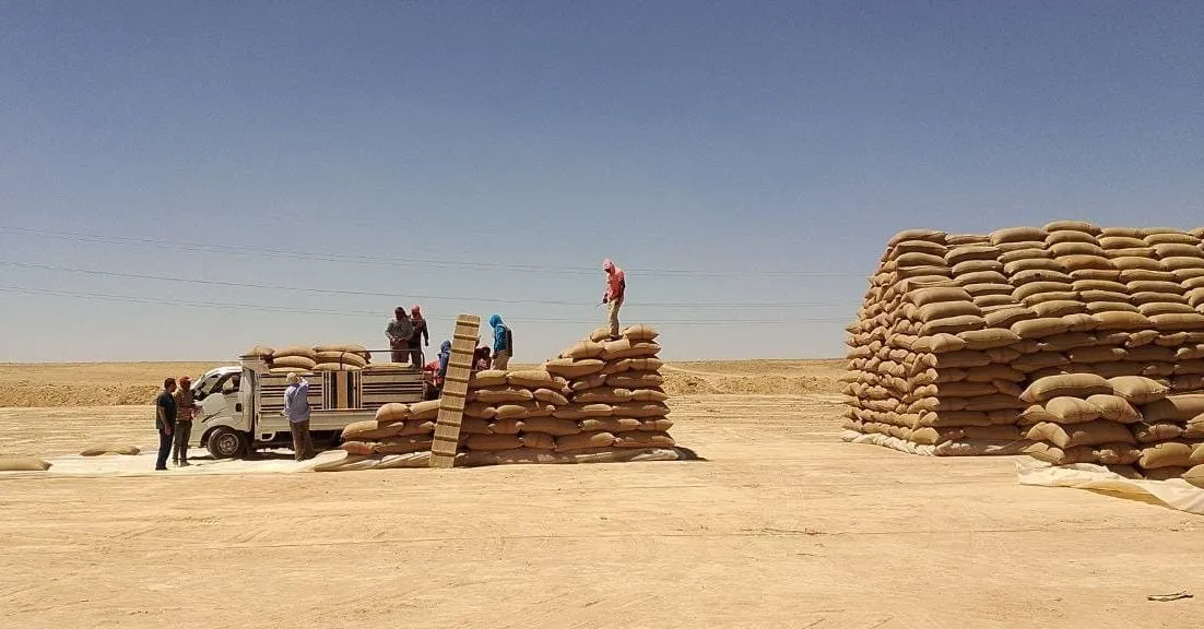 دعماً للإنتاج وحفاظاً على حقوق الفلاحين.. منع إدخال القمح إلى سوريا خلال موسم 2025
