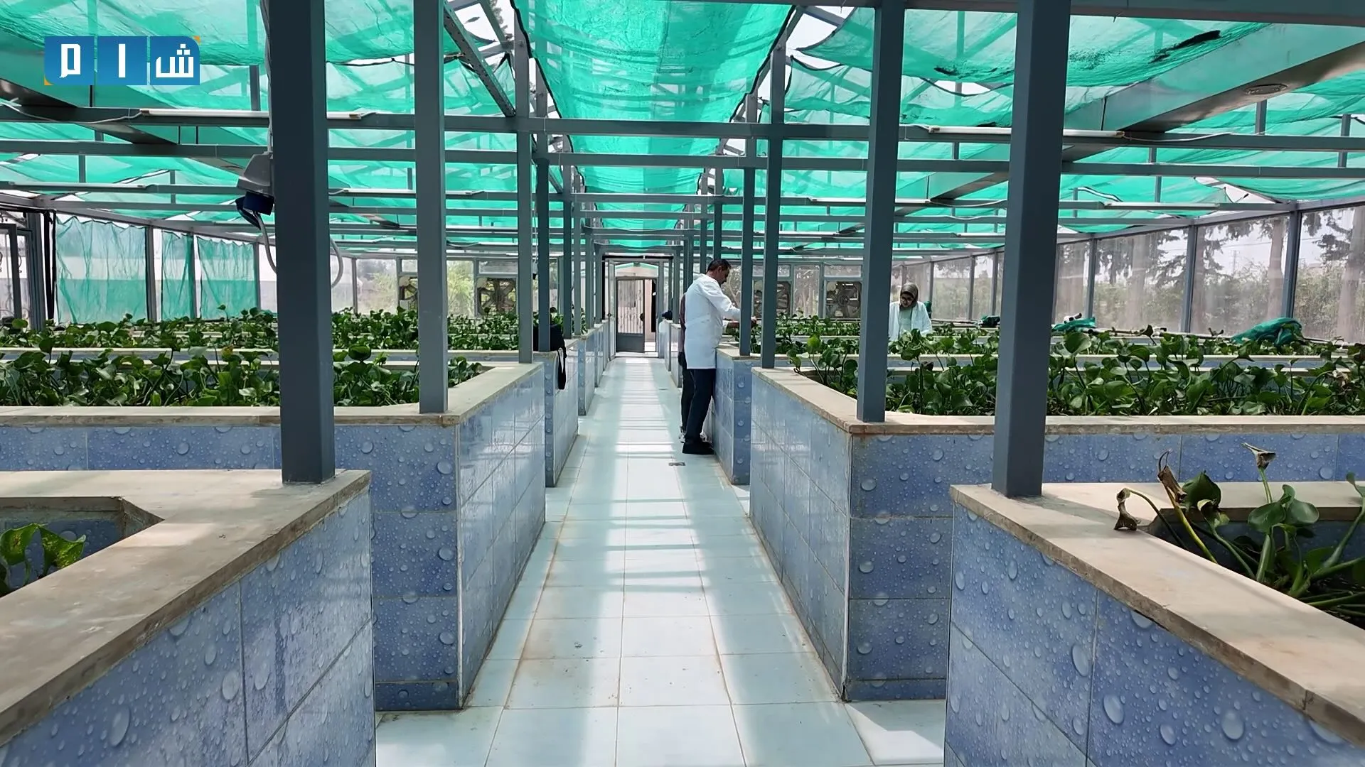 في مواجهة نبات يبتلع الماء… مديرية زراعة حماة تراهن على حشرة لا تُرى