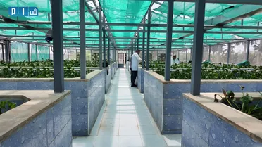 في مواجهة نبات يبتلع الماء… مديرية زراعة حماة تراهن على حشرة لا تُرى