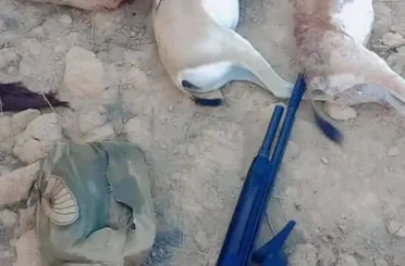 الصيد الجائر في سوريا.. خطر يهدد الحياة البرية والتوازن البيئي