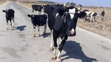 وباء "الحمى الزائلة" يضرب مربي الأبقار في الجزيرة: خسائر متصاعدة وقلق من تفشي أوسع
