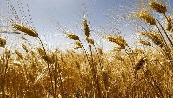 وزارة الاقتصاد تطلق مناقصة ضخمة للقمح وتستقبل باخرة جديدة لتعزيز الأمن الغذائي