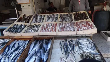 موجات الحر وخطر نفوق الأسماك: خسائر وإجراءات للنجاة