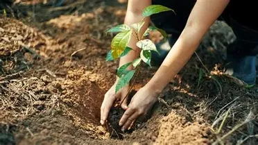 عائد إلى دياره يزرع شجرة في مكان سقوط صاروخ روسي