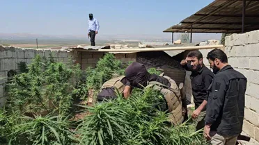 ضبط مزرعة حشيش على أطراف منبج والقبض على صاحبها ضمن حملة مكافحة المخدرات