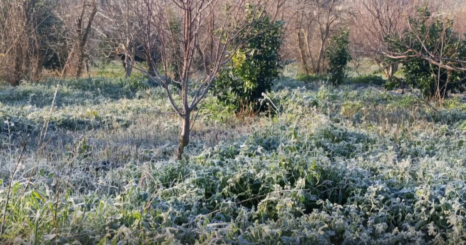 وزارة الزراعة تحذّر من موجة صقيع جديدة تهدّد المزروعات