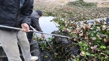 جهود متواصلة لمكافحة انتشار زهرة النيل في حماة واستعادة كفاءة الموارد المائية