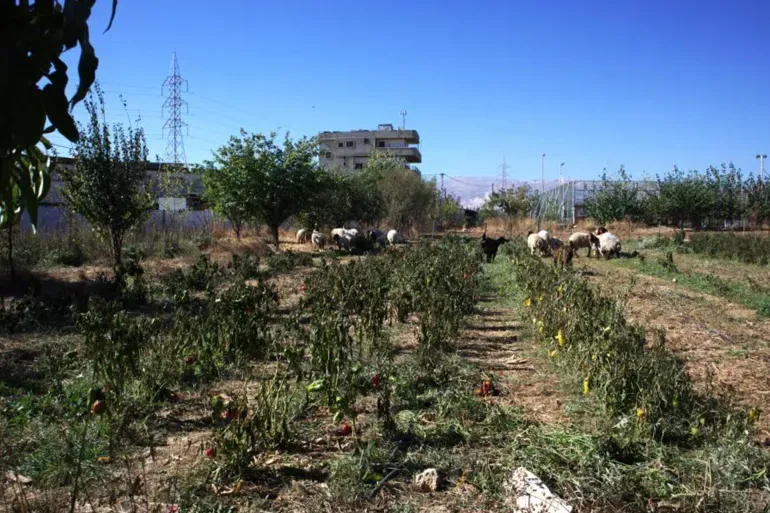 المرصد الأورومتوسطي: إسرائيل ارتكبت جريمة حرب برش مواد كيميائية في سوريا ولبنان