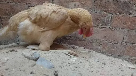 الصحة تحذر من طاعون الدجاج بعد تسجيل إصابات جديدة