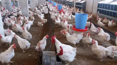 السماح باستيراد فروج الريش خلال 