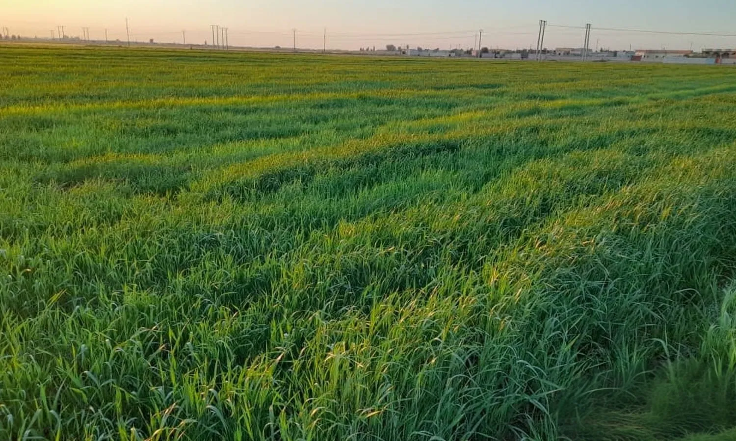 وزارة الزراعة تطلق خطتها الخمسية 2026–2030 لتطوير الأصناف وتعزيز الأمن الغذائي