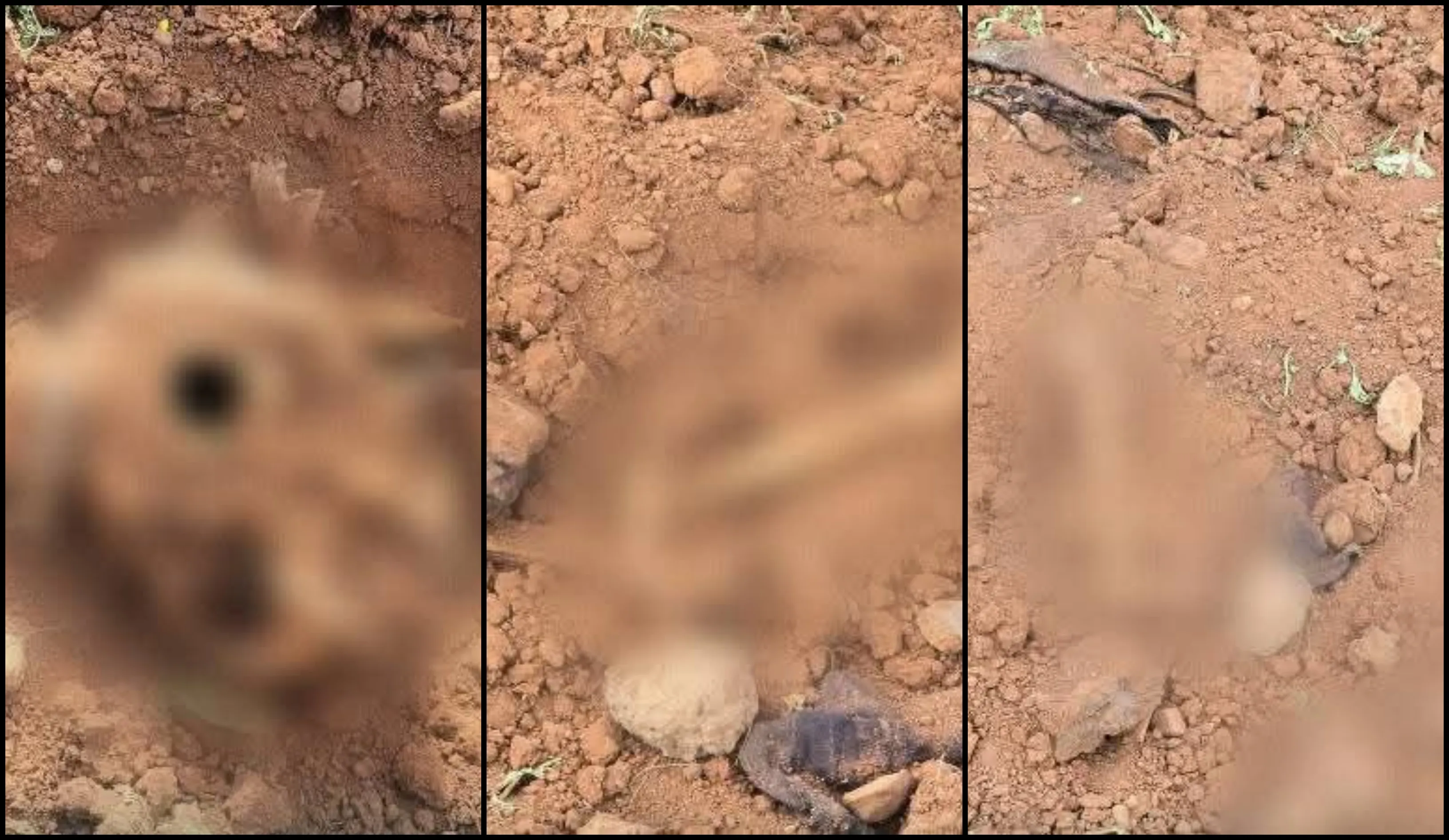 مقبرة جماعية قرب مدينة الصنمين بريف درعا