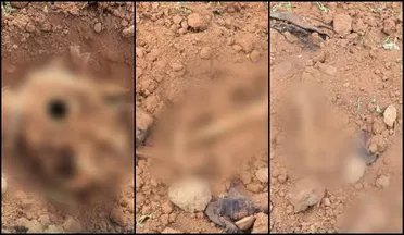 مقبرة جماعية قرب مدينة الصنمين بريف درعا