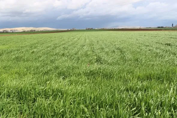 ارتفاع أسعار الأسمدة يرهق المزارعين في سوريا ويهدد الإنتاج الزراعي