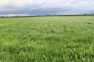 ارتفاع أسعار الأسمدة يرهق المزارعين في سوريا ويهدد الإنتاج الزراعي