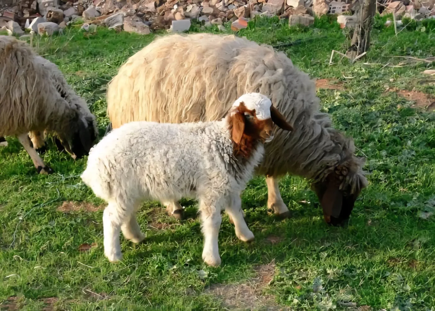 انتعاش سوق المواشي في سوريا.. ارتفاع الأسعار يعيد الزخم لقطاع تربية الأغنام