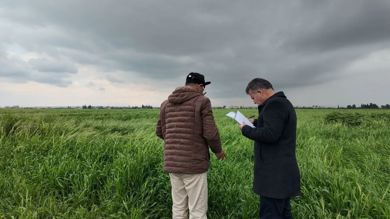 موسم قمح استثنائي يلوح في أفق الحسكة بعد سنوات الجفاف