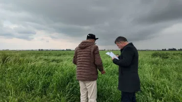 موسم قمح استثنائي يلوح في أفق الحسكة بعد سنوات الجفاف