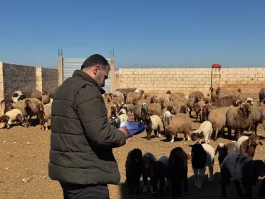 إطلاق المنصة الوطنية لإحصاء الثروة الحيوانية… خطوة نحو رقمنة القطاع الزراعي في سوريا