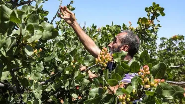 الفستق الحلبي في ريف حماة: سنوات من التراجع ومساعٍ لإحياء البساتين