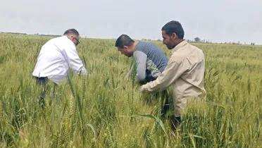 موسم القمح في سوريا بين التفاؤل الحذر والتحديات المناخية