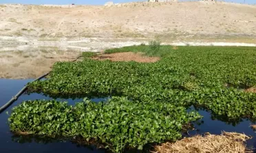 انتشار زهرة النيل في نهر العاصي: تداعيات بيئية ومخاطر على الموارد المائية