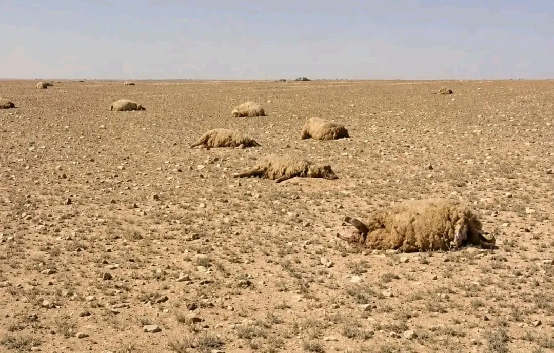 عشبة سامة تفتك بقطعان الأغنام في بادية تدمر.. نفوق نحو 400 رأس بينها 170 تعود لمربٍ واحد