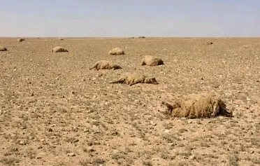 عشبة سامة تفتك بقطعان الأغنام في بادية تدمر.. نفوق نحو 400 رأس بينها 170 تعود لمربٍ واحد