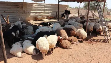 مع اقتراب عيد الأضحى.. ارتفاع بأسعار المواشي في سوريا 