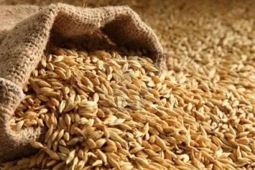 السليقة والشرية في الريف السوري: عادات موروثة ترافق موسم حصاد القمح