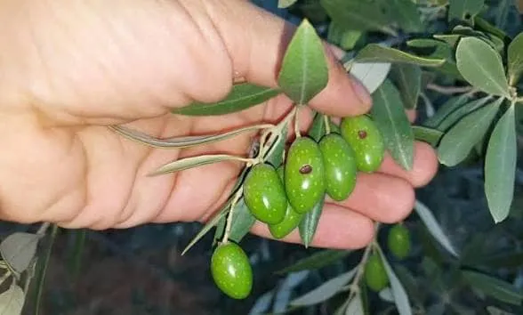 ذبابة ثمار الزيتون تهدد المحصول.. وطرق الوقاية تحدّ من الخسائر