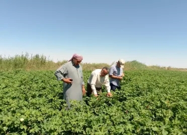 وزارة الزراعة تعلن اعتماد سعر شراء محصول القطن من المزارعين 