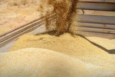 موسم استثنائي يعزز الأمن الغذائي.. سوريا تحقق اكتفاء ذاتي من القمح