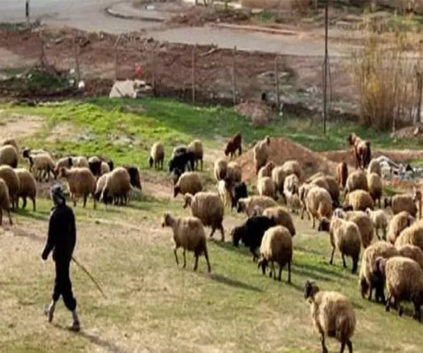 حتى العاملين في سوق الغنم تنظيم الدولة يخضعهم لدورات إستنابة