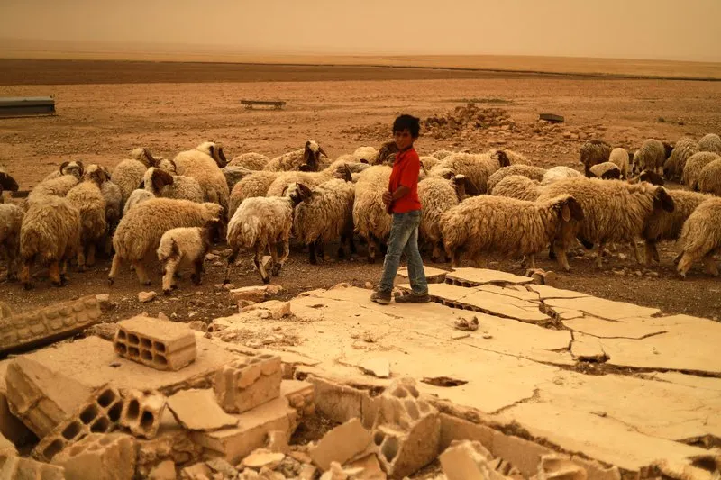 وسط تبريرات النظام .. حصائل تكشف تراجع الثروة الحيوانية في سوريا