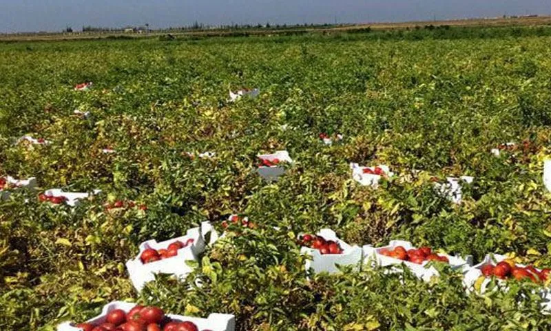 ميليشيات الأسد تُلحق أضرارا كبيرة بالقطاع الزراعي غربي درعا